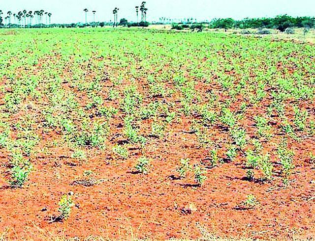 The soil nutrients disappeared | जमिनीतील पोषक तत्त्वे गायब The soil nutrients disappeared | जमिनीतील पोषक तत्त्वे गायब