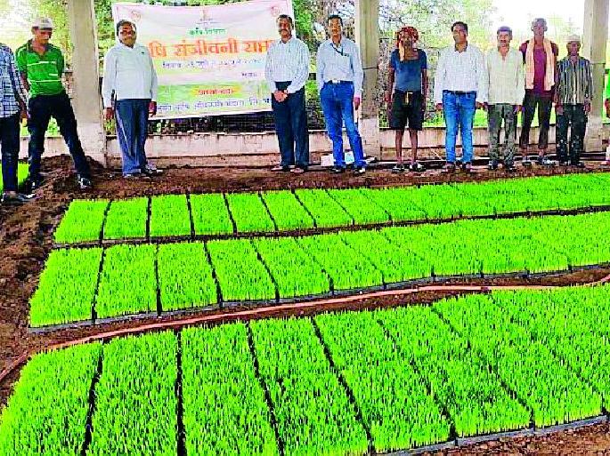 Mechanization is essential for paddy farming | धान शेतीसाठी यांत्रिकीकरण अत्याआवश्यक Mechanization is essential for paddy farming | धान शेतीसाठी यांत्रिकीकरण अत्याआवश्यक