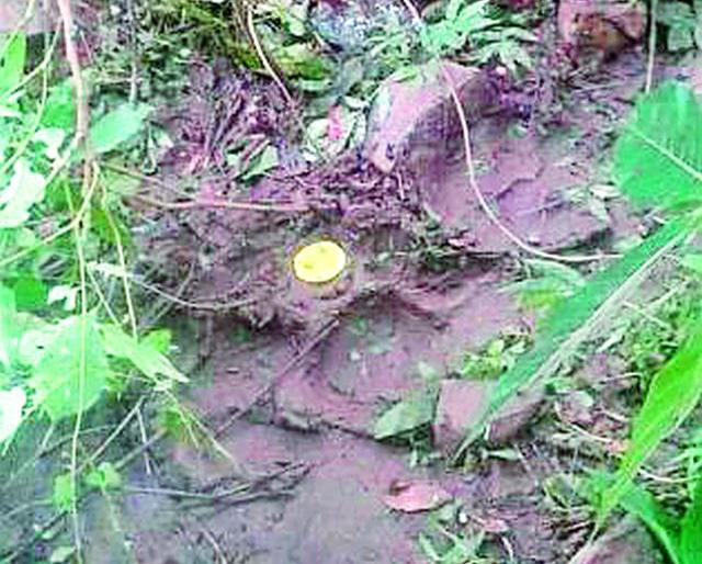 The cow killed in a tiger attack | वाघाच्या हल्ल्यात गाय ठार The cow killed in a tiger attack | वाघाच्या हल्ल्यात गाय ठार