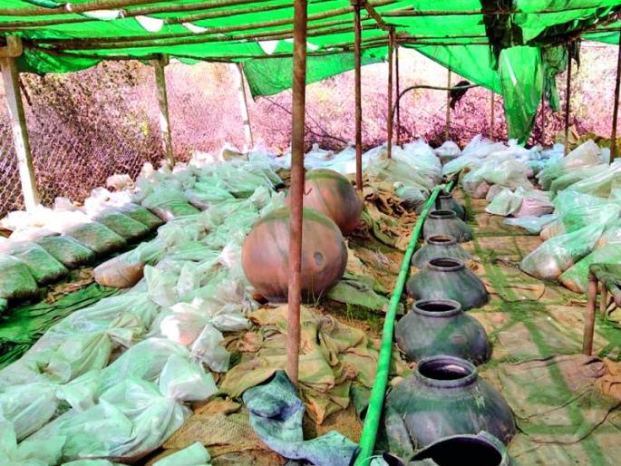 Hatbhatti distillery on Sangambeta demolished | संगमबेटावर हातभट्टी दारू कारखाना उद्ध्वस्त Hatbhatti distillery on Sangambeta demolished | संगमबेटावर हातभट्टी दारू कारखाना उद्ध्वस्त