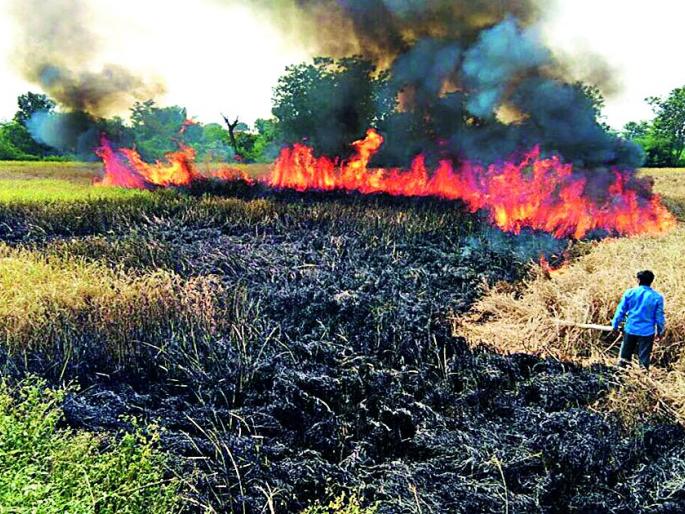 Opened rice pumps | उभे धानपीक पेटवले Opened rice pumps | उभे धानपीक पेटवले