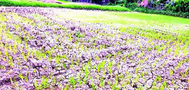 Rainfall in the rainy season | पावसाची दडी, धान संकटात Rainfall in the rainy season | पावसाची दडी, धान संकटात