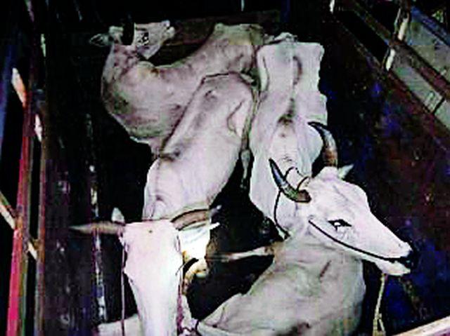 The four arrested for smuggling of animals | जनावरांची तस्करी करणाऱ्या चौघांना अटक The four arrested for smuggling of animals | जनावरांची तस्करी करणाऱ्या चौघांना अटक
