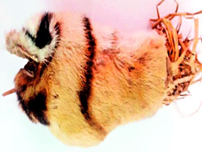 Bucking the tigress of a pale from the promise of money | पैशाच्या वादातून फुटले वाघाच्या शिकारीचे बिंग Bucking the tigress of a pale from the promise of money | पैशाच्या वादातून फुटले वाघाच्या शिकारीचे बिंग