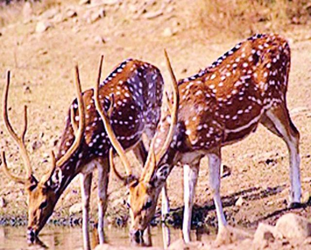 Farmers suffer from wild furore | वन्यप्राण्यांच्या उपद्रवाने शेतकरी हतबल Farmers suffer from wild furore | वन्यप्राण्यांच्या उपद्रवाने शेतकरी हतबल