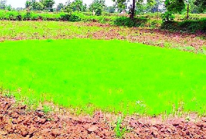 no rain | पावसाअभावी जमिनीला भेगा; पऱ्हे करपली no rain | पावसाअभावी जमिनीला भेगा; पऱ्हे करपली