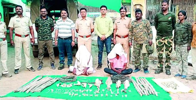 Two arrested in tiger poaching case | वाघाच्या शिकारप्रकरणी दाेघांना अटक Two arrested in tiger poaching case | वाघाच्या शिकारप्रकरणी दाेघांना अटक