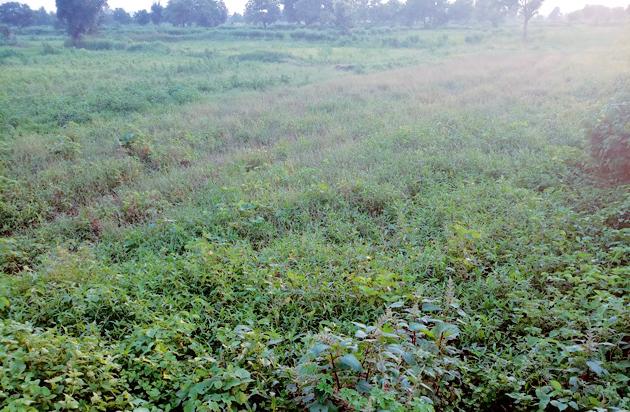 68,820 hectares of agricultural land! | ६८,८२० हेक्टर शेतजमीन पडीत!