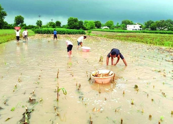 Use the 'CM War Room' for a photo Panchanam of crop damage! |  पीक नुकसानाच्या फोटो पंचनाम्यासाठी ‘सीएम वॉर रुम’ कामाला लावा!
