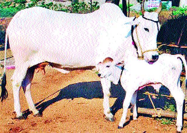 An unknown disease has killed five animals | अज्ञात रोगाने पाच जनावरे दगावली An unknown disease has killed five animals | अज्ञात रोगाने पाच जनावरे दगावली