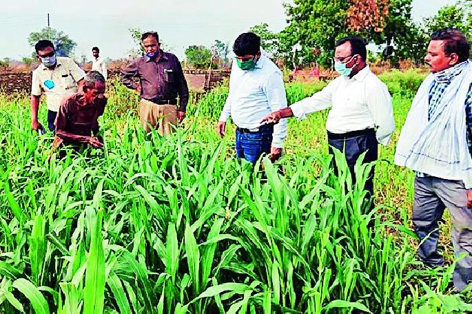 Farmers in the district are scared of locusts | जिल्ह्यातील शेतकऱ्यांना ‘टोळधाड’ची धास्ती