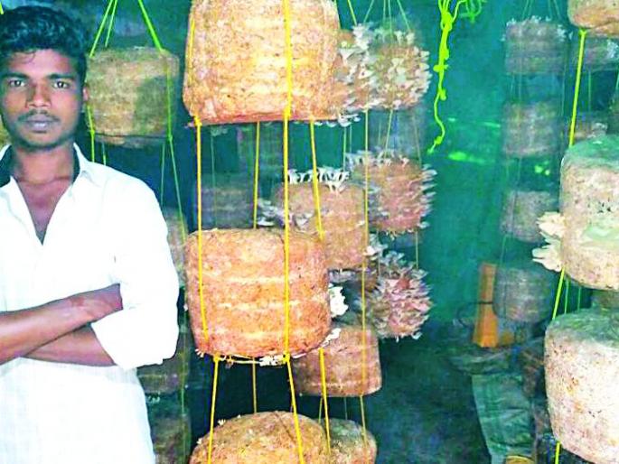 Youths at Gowari Mushroom Farming | गोवरीतील युवकांनी केली मशरूम शेती Youths at Gowari Mushroom Farming | गोवरीतील युवकांनी केली मशरूम शेती