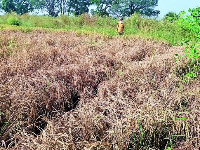 Pesticides destroy corrupt, rice husk | कीटकनाशके निघाली भ्रष्ट, धानपिक नष्ट Pesticides destroy corrupt, rice husk | कीटकनाशके निघाली भ्रष्ट, धानपिक नष्ट