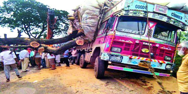Shavali tree collapsed on the truck | बाभळीचे झाड ट्रकवर कोसळले Shavali tree collapsed on the truck | बाभळीचे झाड ट्रकवर कोसळले