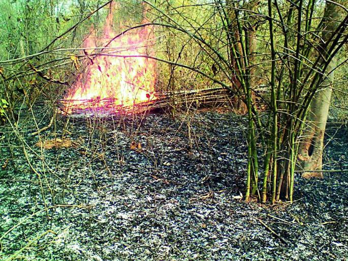 Explode in FDCM jungle | एफडीसीएमच्या जंगलात भडकला वणवा Explode in FDCM jungle | एफडीसीएमच्या जंगलात भडकला वणवा