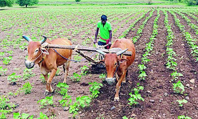 55% sowing of Kharif | खरिपाची ५५ टक्के पेरणी 55% sowing of Kharif | खरिपाची ५५ टक्के पेरणी