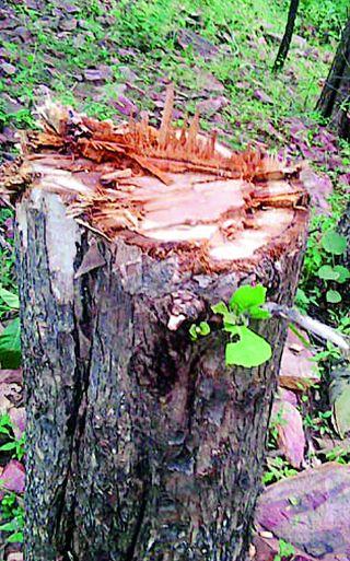 Millions of trees in remote forest areas | विरूर वनपरिक्षेत्रात लाखोंची वृक्षतोड Millions of trees in remote forest areas | विरूर वनपरिक्षेत्रात लाखोंची वृक्षतोड