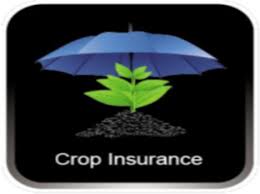 Many farmers are deprived of paying crop insurance | अनेक शेतकरी पीकविमा भरण्यापासून वंचित