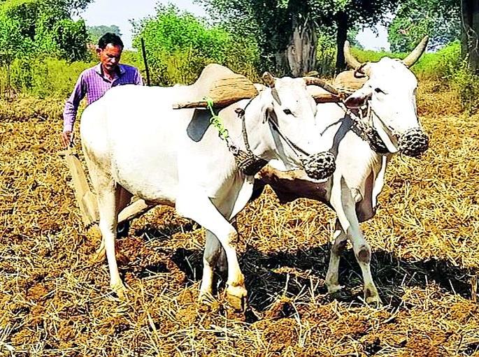 Increase in area of oily groundnut, safflower crop in the district | जिल्ह्यात तेलवर्गीय भुईमूग, करडई पिकाच्या क्षेत्रात वाढ