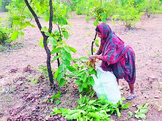 The accumulation of penicillin compounds increased | तेंदूपत्ता संकलनाची लगबग वाढली