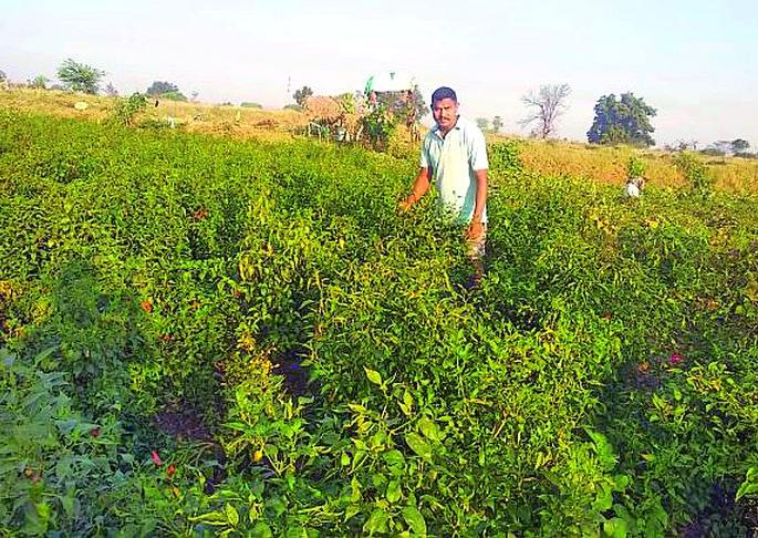 Jawana became a farmer and flourished | जवानाने किसान बनून फुलविली नफ्याची शेती Jawana became a farmer and flourished | जवानाने किसान बनून फुलविली नफ्याची शेती