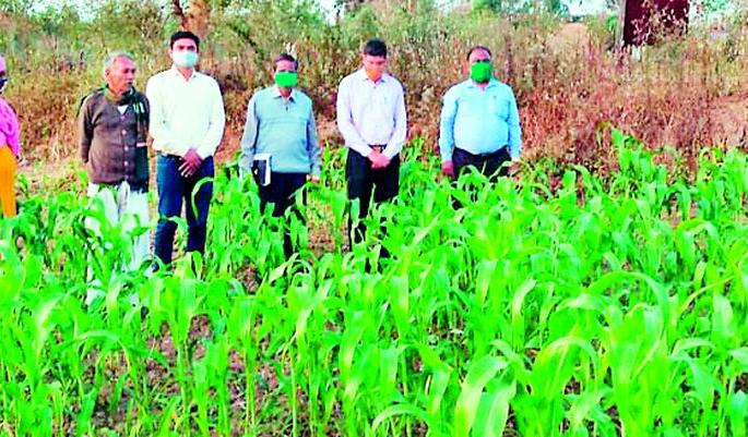 Sorghum cultivation flourished by farmers in the district | जिल्ह्यात शेतकऱ्यांनी फुलविली ज्वारीची शेती Sorghum cultivation flourished by farmers in the district | जिल्ह्यात शेतकऱ्यांनी फुलविली ज्वारीची शेती