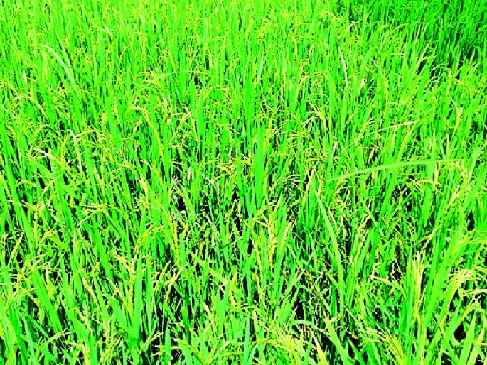 This year, the area of Rabbi will decrease by 25 thousand hectare | यंदा रब्बीचे क्षेत्र २५ हजार हेक्टरने घटणार This year, the area of Rabbi will decrease by 25 thousand hectare | यंदा रब्बीचे क्षेत्र २५ हजार हेक्टरने घटणार