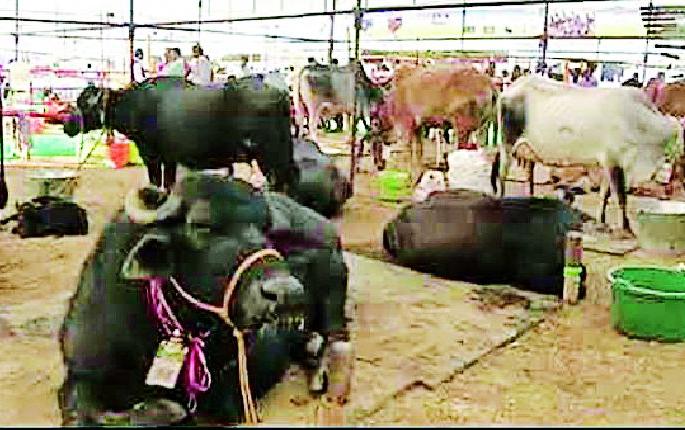 The government has forgotten the fall of the Animal Conservation Department | सरकारला पशू संवर्धन विभागाचा पडला विसर The government has forgotten the fall of the Animal Conservation Department | सरकारला पशू संवर्धन विभागाचा पडला विसर