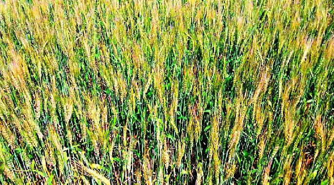 The district slumped the premature rain | जिल्ह्याला अकाली पावसाने झोपडले The district slumped the premature rain | जिल्ह्याला अकाली पावसाने झोपडले