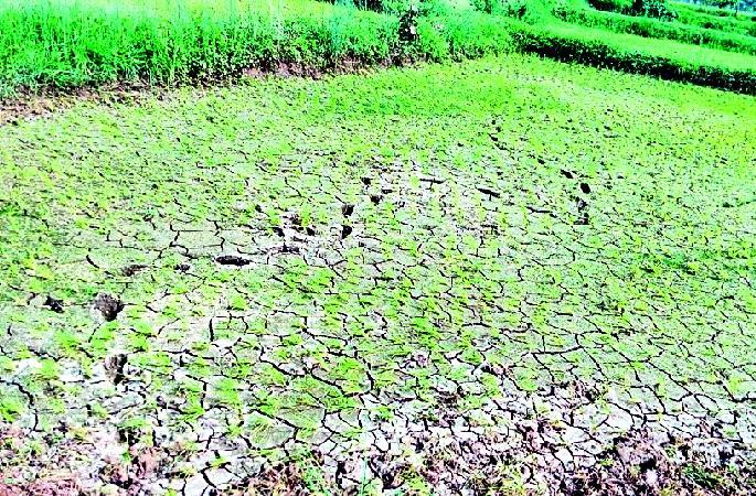 14 thousand 600 hectare area wasted due to lack of rain | पावसाअभावी १४ हजार ६०० हेक्टर क्षेत्र पडीक