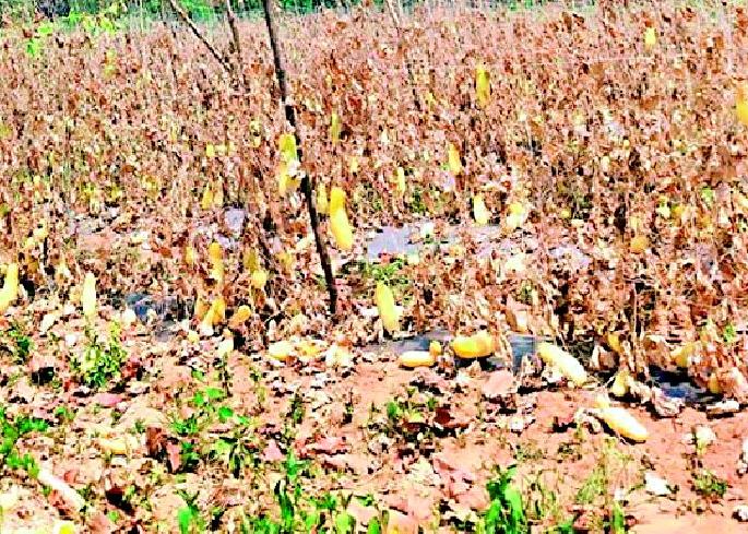On the road producing vegetables, maize, watermelon in the district | जिल्ह्यातील भाजीपाला,मका,टरबूज उत्पादक रस्त्यावर
