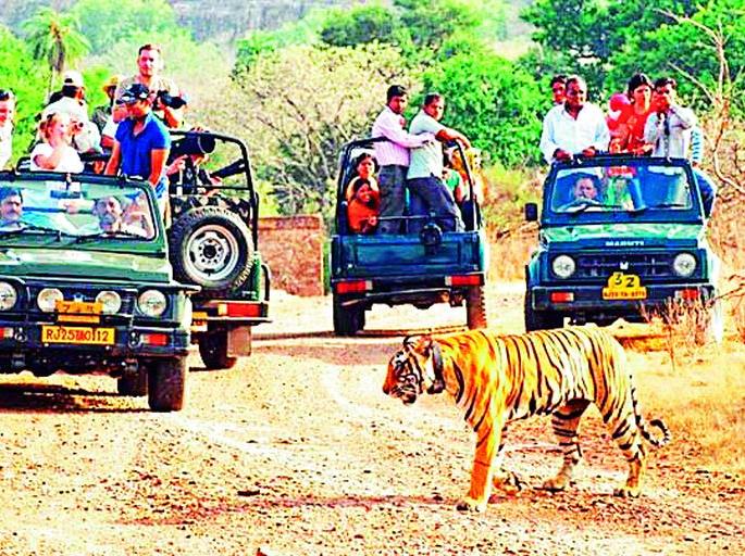 275 tourists go on a jungle safari | २७५ पर्यटकांनी केली जंगल सफारी