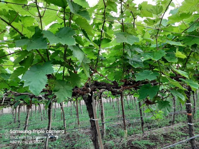 The work of the vineyard | द्राक्षबागांच्या कामांची लगबग  The work of the vineyard | द्राक्षबागांच्या कामांची लगबग