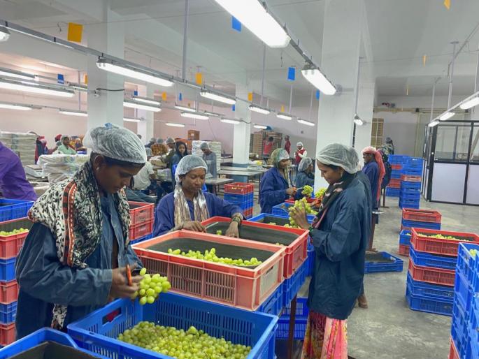 3 tonnes of grapes shipped to Europe | खटाव तालुक्यात फुलल्या द्राक्ष बागा, २५० टन द्राक्ष युरोपच्या बाजारात रवाना 3 tonnes of grapes shipped to Europe | खटाव तालुक्यात फुलल्या द्राक्ष बागा, २५० टन द्राक्ष युरोपच्या बाजारात रवाना
