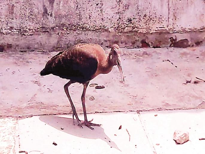 Arrival of unknown visitors in Shrigonda taluka: black beetle found in Shiva | श्रीगोंदा तालुक्यात अनोळखी पाहुण्याचे आगमन : येळपणे शिवारात आढळला काळी शराटी पक्षी Arrival of unknown visitors in Shrigonda taluka: black beetle found in Shiva | श्रीगोंदा तालुक्यात अनोळखी पाहुण्याचे आगमन : येळपणे शिवारात आढळला काळी शराटी पक्षी