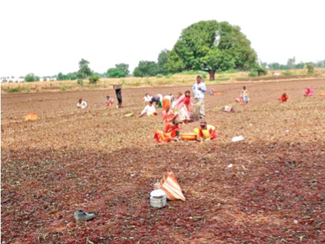 The rate of summer onion cultivation reached the stage of ten thousand | उन्हाळ कांदा लागवडीच्या दराने गाठला दहा हजारांचा टप्पा