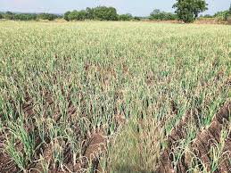 Hazardous weather threatens crop crops | ढगाळ वातावरणामुळे शेतातील पिके धोक्यात Hazardous weather threatens crop crops | ढगाळ वातावरणामुळे शेतातील पिके धोक्यात