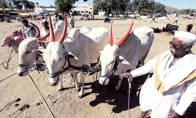 Due to the end of the fodder, the animals are waiting for the market | चारा संपल्याने जनावरांना बाजाराची वाट