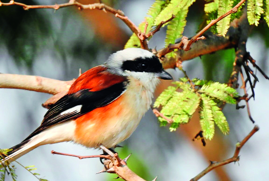 Birds on the Rangala lake, threat to bio-diversity | रंकाळा तलावावरील पक्षी वैभव, जैववैविध्य धोक्यात Birds on the Rangala lake, threat to bio-diversity | रंकाळा तलावावरील पक्षी वैभव, जैववैविध्य धोक्यात