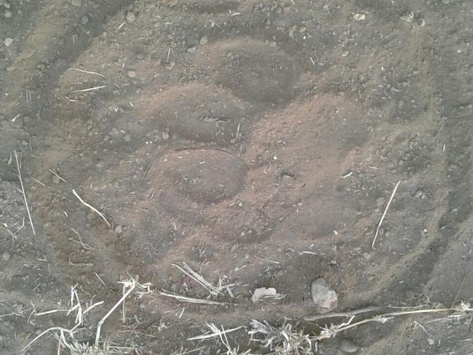 Satara: In the Bhadle valley, wild cow slaughterets kill the cow | सातारा : भाडळे खोऱ्यात जंगली प्राण्यांच्या हल्ल्यात गाय ठार Satara: In the Bhadle valley, wild cow slaughterets kill the cow | सातारा : भाडळे खोऱ्यात जंगली प्राण्यांच्या हल्ल्यात गाय ठार