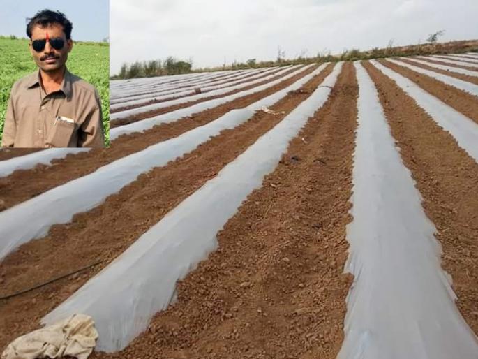 Alchemy of lol. 2 lakhs melons in 5 days | लऊळच्या तुकाराम ढोरेंची किमया; ७० दिवसांत १५ लाखांचे खरबूज Alchemy of lol. 2 lakhs melons in 5 days | लऊळच्या तुकाराम ढोरेंची किमया; ७० दिवसांत १५ लाखांचे खरबूज
