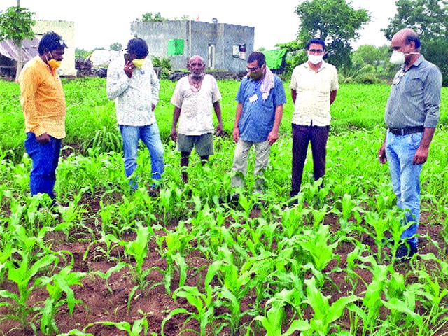 Sift the military larvae to the corn in Kasmade | कसमादेतील मक्याला लष्करी अळीचा विळखा