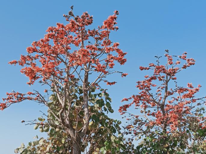 Palas blossomed in the forest of Mamdapur | ममदापूरच्या जंगलात बहरला पळस Palas blossomed in the forest of Mamdapur | ममदापूरच्या जंगलात बहरला पळस