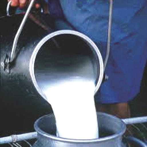 Three million liters reduction in milk production | दूध उत्पादनामध्ये तीन लाख लिटरची घट Three million liters reduction in milk production | दूध उत्पादनामध्ये तीन लाख लिटरची घट