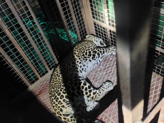Leopard calf injured in vehicle collision | वाहनाच्या धडकेत बिबट्याचे बछडे जखमी Leopard calf injured in vehicle collision | वाहनाच्या धडकेत बिबट्याचे बछडे जखमी