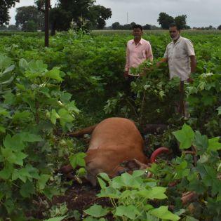 Lightning struck bulls on the spot | विजेच्या धक्क्याने बैल जागीच ठार Lightning struck bulls on the spot | विजेच्या धक्क्याने बैल जागीच ठार