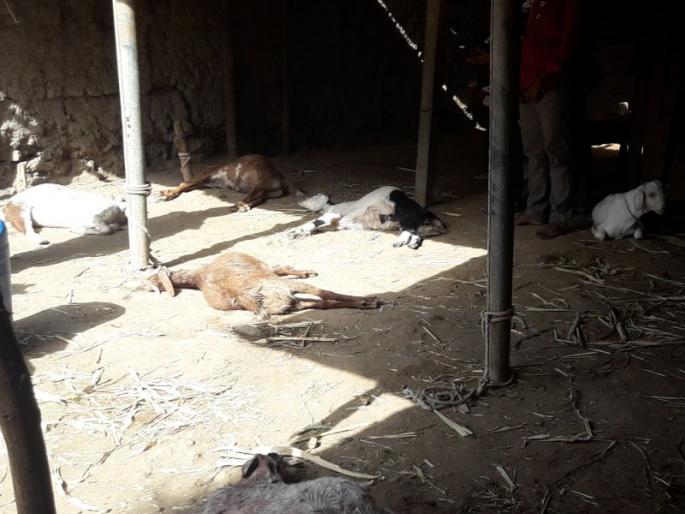 Death of five goats killed by unknown animal | अज्ञात हिंस्र प्राण्याच्या हल्ल्यात पाच बकऱ्यांचा मृत्यू