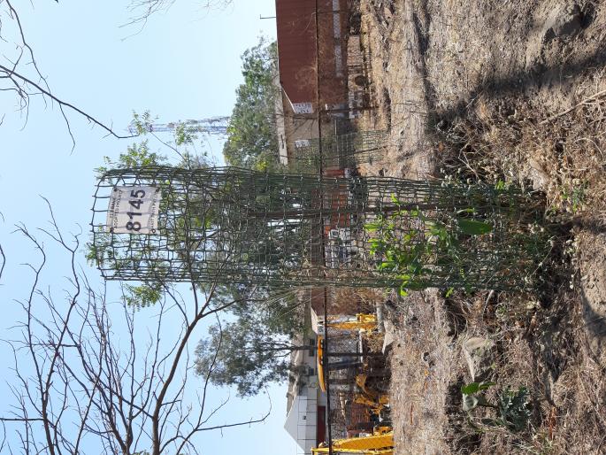 The last element to calculate the number of trees on the highway | महामार्गावरील अनेक झाडं मोजताय अखेरच्या घटका The last element to calculate the number of trees on the highway | महामार्गावरील अनेक झाडं मोजताय अखेरच्या घटका