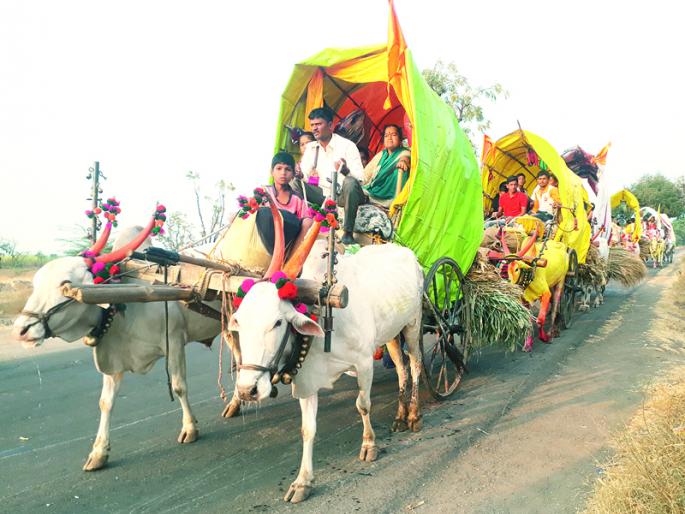 Jivan-Shiva's bulls, even doulas, Pandharpurkad .. | जीवा-शिवाची बैलजोडं, आजही डौलानं पंढरपूरकडं.. Jivan-Shiva's bulls, even doulas, Pandharpurkad .. | जीवा-शिवाची बैलजोडं, आजही डौलानं पंढरपूरकडं..