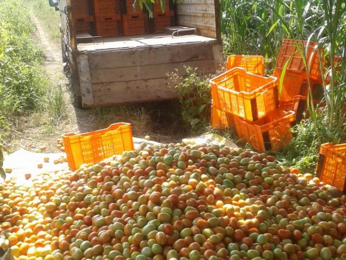 One and a half tomatoes! | टमाटा दीड रुपये किलो !  One and a half tomatoes! | टमाटा दीड रुपये किलो !